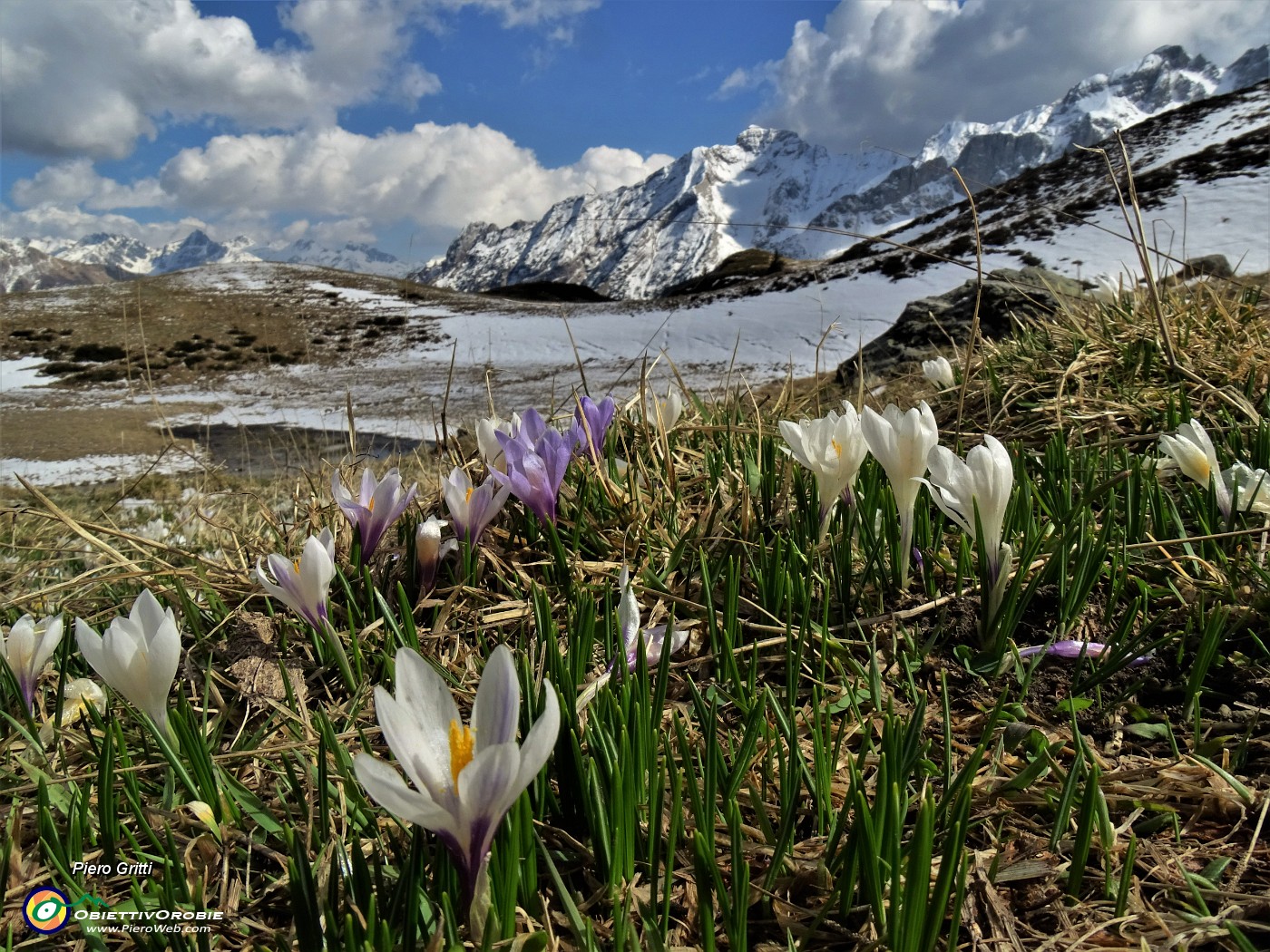 63 La neve si scioglie , fioriscono i Crocus vernus.JPG